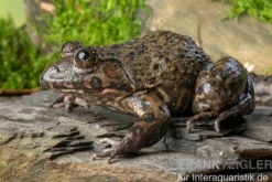 Gekrönter Ochsenfrosch, Hoplobatrachus occipitalis