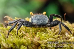 Gelbaugen-Vampirkrabbe, Geosesarma sp. "Yellow Eye" , Zufällig ausgewählt