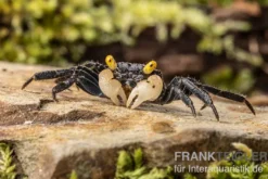 Gelbaugen-Vampirkrabbe, Geosesarma sp. "Yellow Eye" , Zufällig ausgewählt