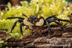 Gelbaugen-Vampirkrabbe, Geosesarma sp.