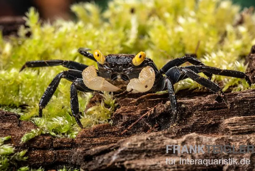 Gelbaugen-Vampirkrabbe, Geosesarma sp. "Yellow Eye" , Zufällig ausgewählt