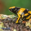 Gelbband-Pfeilgiftfrosch, Dendrobates leucomelas Delta Amacuro