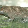 Gelbbauchunke, Bombina variegata