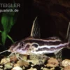 Gelbbinden-Fiederbartwels, Synodontis flavitaeniatus