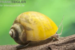 Gelbe Asia-Apfelschnecke, Pila polita