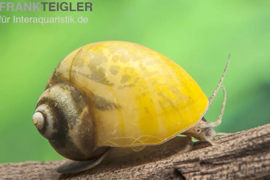 Gelbe Asia-Apfelschnecke, Pila polita