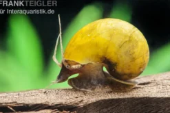 Gelbe Asia-Apfelschnecke, Pila polita