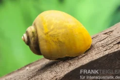 Gelbe Asia-Apfelschnecke, Pila polita