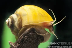 Gelbe Asia-Apfelschnecke, Pila polita