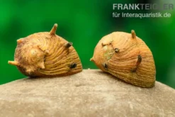 Gelbe Hörnchenschnecke Clithon sp. gelb