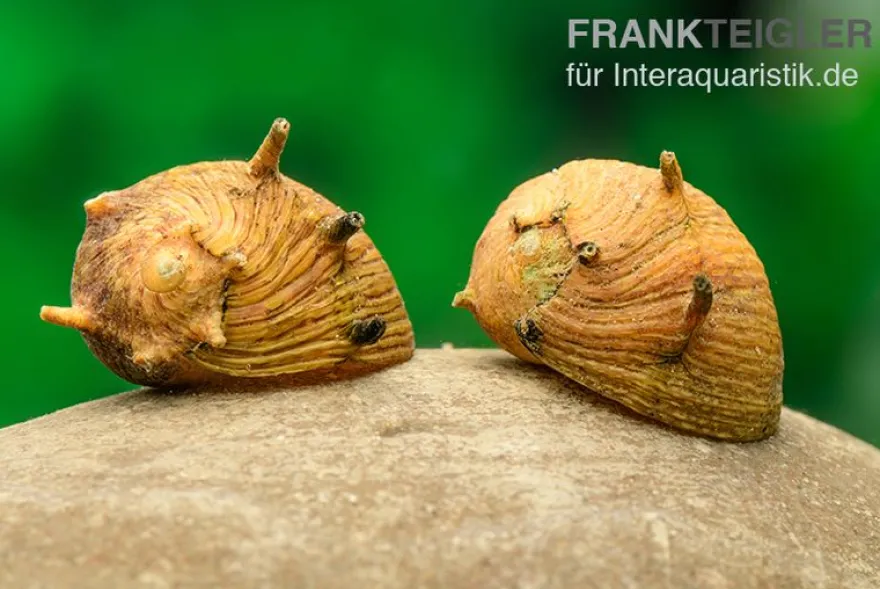 Gelbe Hörnchenschnecke Clithon sp. gelb