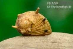 Gelbe Hörnchenschnecke Clithon sp. gelb