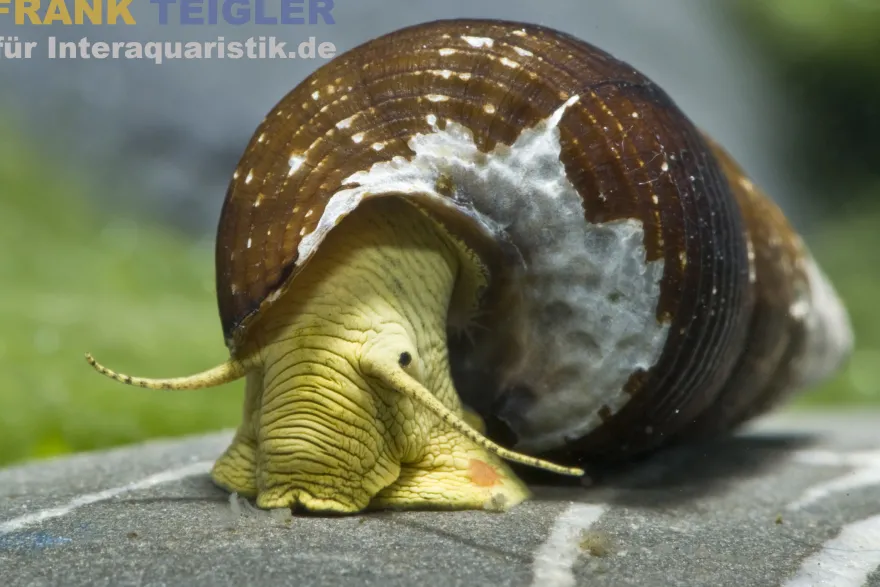Gelbe Perlhuhnschnecke, Tylomelania sarasinorum
