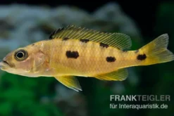 Gelber Anagenys-Cichlide, Exochochromis anagenys yellow