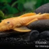 Gelber Antennenwels, Ancistrus sp. blue eye, L144, 3-4 cm