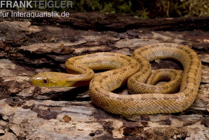 Gelbe Rattenschlange, Elaphe obsoleta quadrivittata