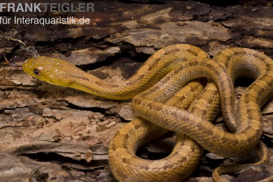 Gelbe Rattenschlange, Elaphe obsoleta quadrivittata