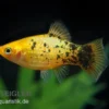 Gelber Calico Platy, Xiphophorus maculatus