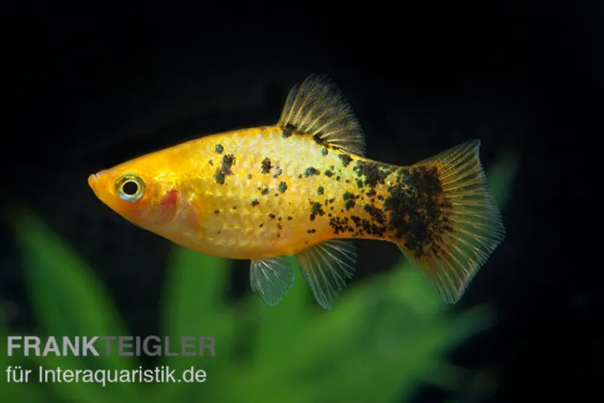 Gelber Calico Platy, Xiphophorus maculatus