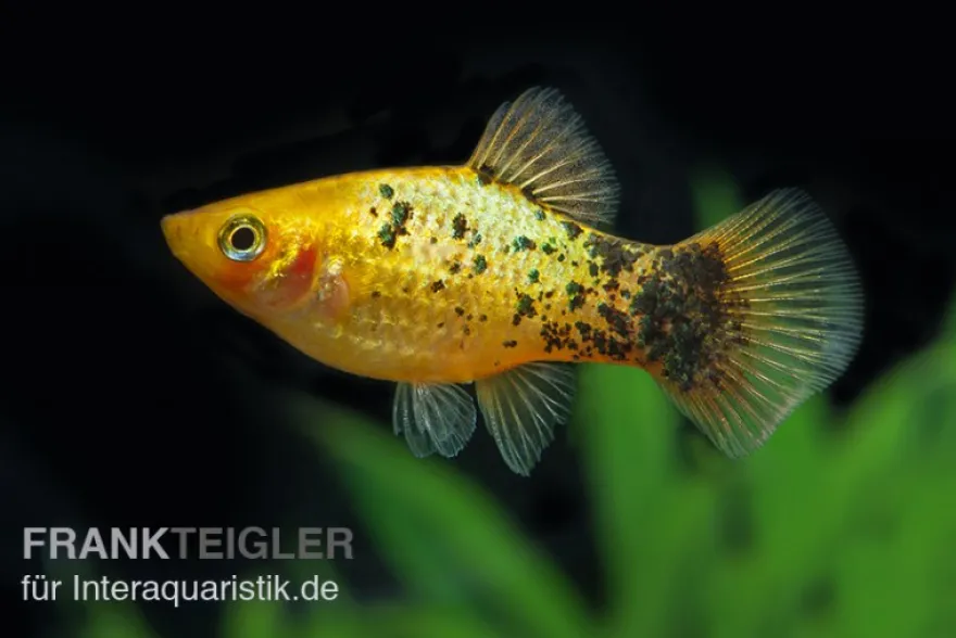 Gelber Calico Platy, Xiphophorus maculatus