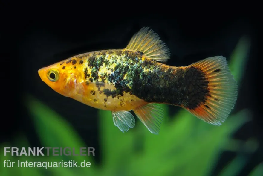 Gelber Calico Platy, Xiphophorus maculatus