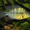 Gelber Feuermaulbuntbarsch, Thorichthys passionis "Black Gullet"