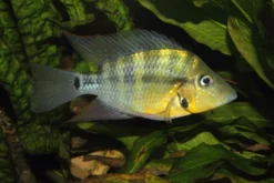 Gelber Feuermaulbuntbarsch, Thorichthys passionis "Black Gullet"