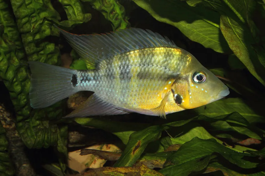 Gelber Feuermaulbuntbarsch, Thorichthys passionis "Black Gullet"
