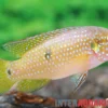 Gelber Juwelenbuntbarsch, Hemichromis sp. Yellow Sunshine (Rubricatochromis Y.S.) DNZ