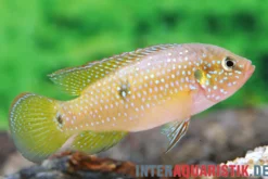 Gelber Juwelenbuntbarsch, Hemichromis sp. Yellow Sunshine (Rubricatochromis Y.S.) DNZ