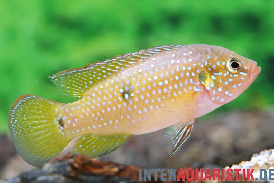 Gelber Juwelenbuntbarsch, Hemichromis sp. Yellow Sunshine (Rubricatochromis Y.S.) DNZ