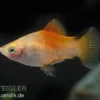 Gelber Komet Platy, Xiphophorus maculatus