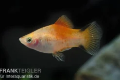 Gelber Komet Platy, Xiphophorus maculatus