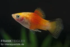 Gelber Komet Platy, Xiphophorus maculatus