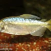 Gelber Kongosalmler, Hemigrammopetersius caudalis