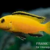 Gelber Labidochromis "Yellow", Labidochromis caeruleus, DNZ