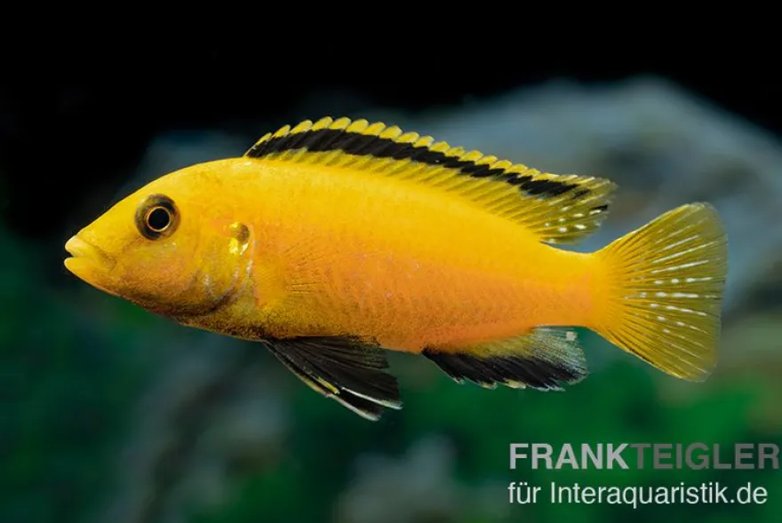 Gelber Labidochromis "Yellow", Labidochromis caeruleus, DNZ
