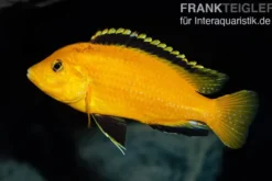 Gelber Labidochromis "Yellow", Labidochromis caeruleus, DNZ