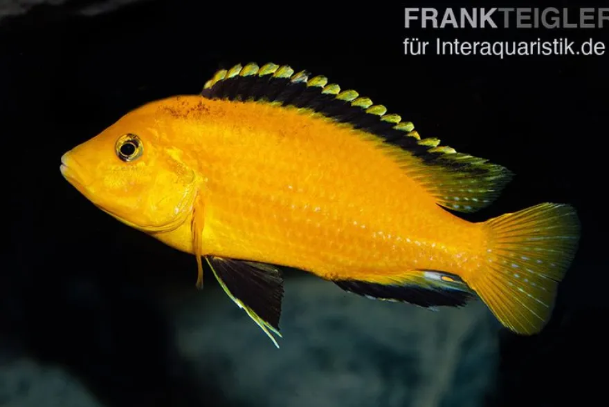 Gelber Labidochromis "Yellow", Labidochromis caeruleus, DNZ