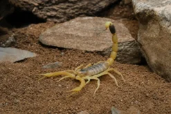Gelber Mittelmeerskorpion, Leiurus quinquestriatus