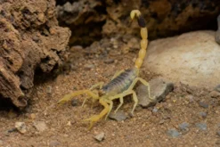 Gelber Mittelmeerskorpion, Leiurus quinquestriatus
