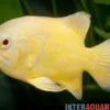 Gelber Oscar, Astronotus ocellatus
