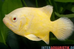Gelber Oscar, Astronotus ocellatus