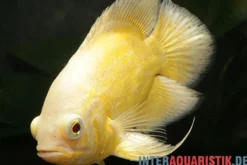 Gelber Oscar, Astronotus ocellatus