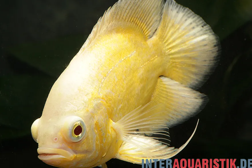 Gelber Oscar, Astronotus ocellatus
