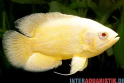 Gelber Oscar, Astronotus ocellatus