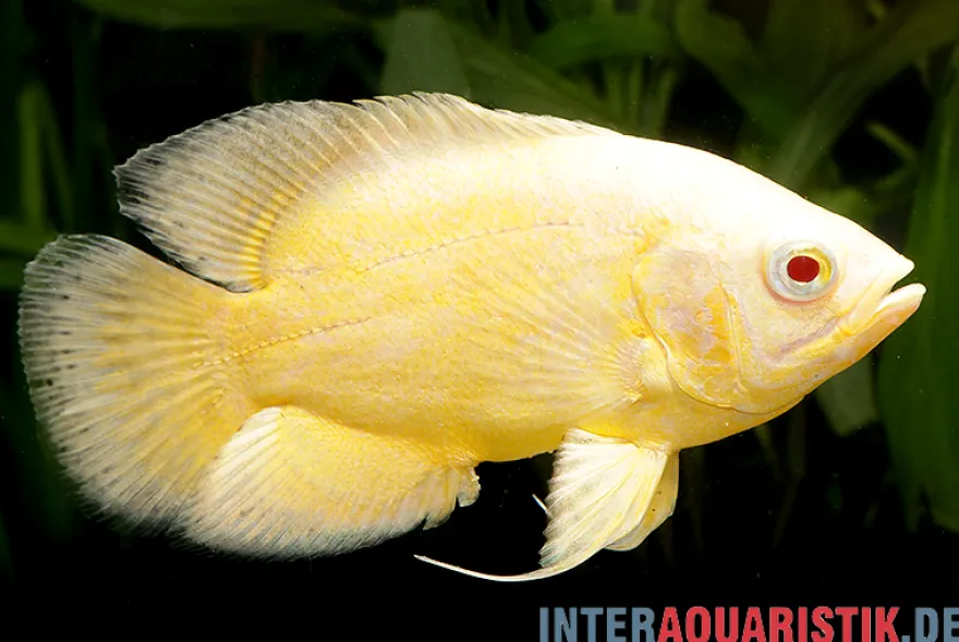 Gelber Oscar, Astronotus ocellatus