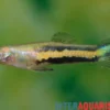 Gelber Parakärpfling, Micropoecilia parae melanzona YELLOW (Minifisch)