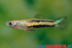 Gelber Parakärpfling, Micropoecilia parae melanzona YELLOW (Minifisch)
