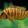 Gelber Perlhuhnbarsch, Altolamprologus calvus yellow